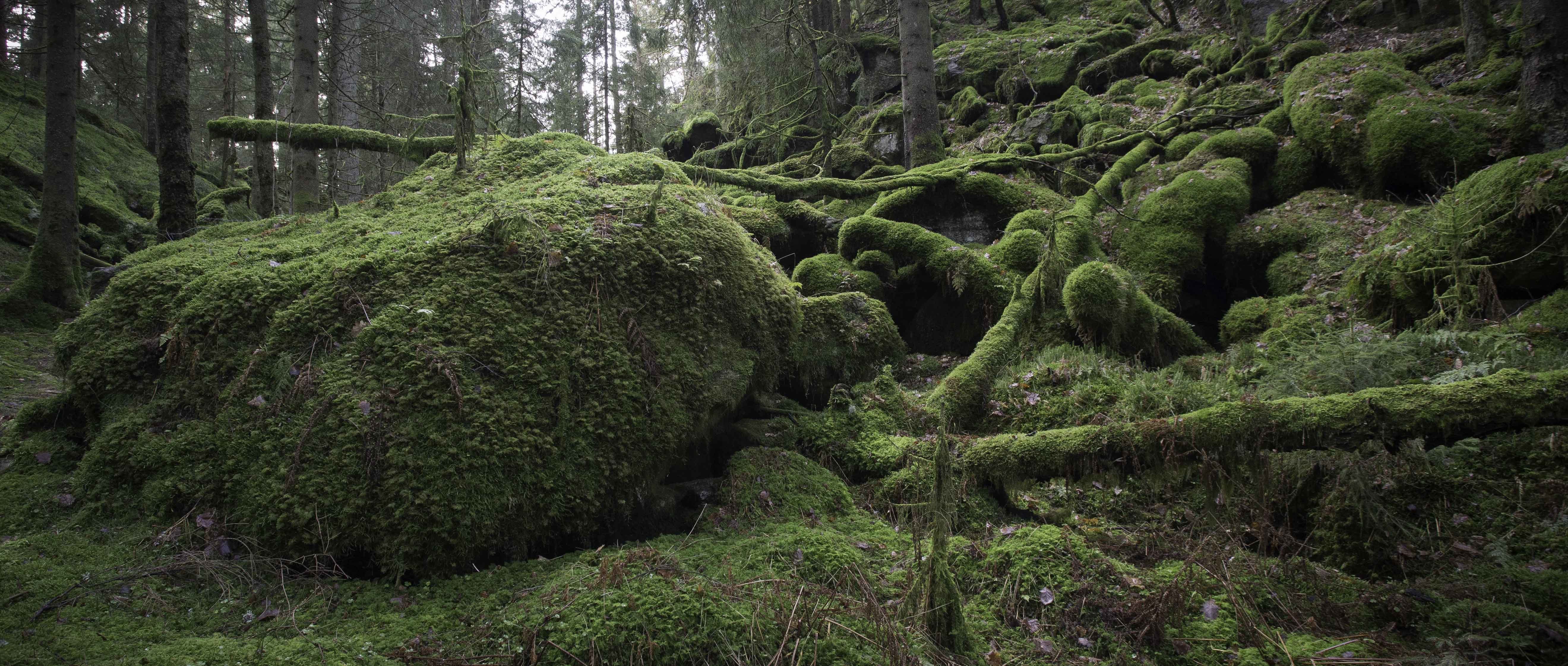 Bild svartedalen