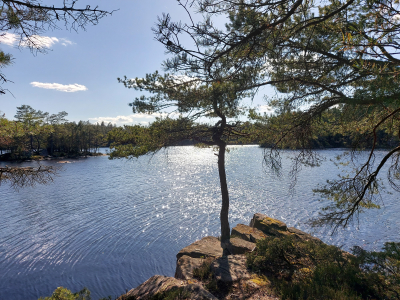 Vandring Risveden