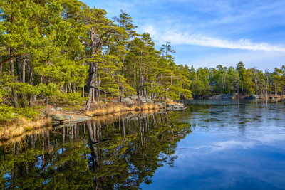 Vandring i Tyresta nationalpark